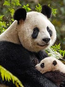 我们诞生在中国里的丫丫角色剧照