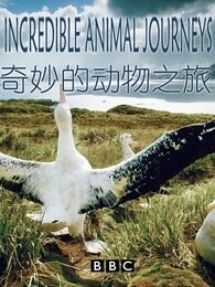 奇妙的动物之旅