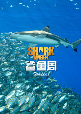 鲨鱼周
