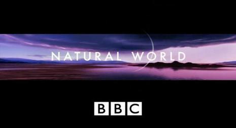 BBC 自然世界 2010 神秘的豹