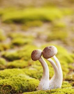 纪录片采集部落