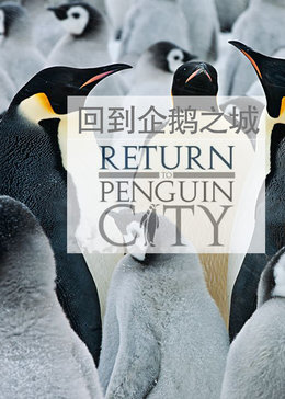 回到企鹅之城