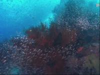 梦幻珊瑚海之唤醒