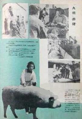 九兰养猪