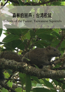 森林的回声台湾松鼠